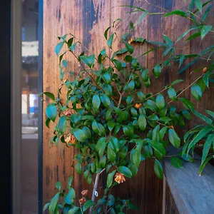  Homestay 美築八坂